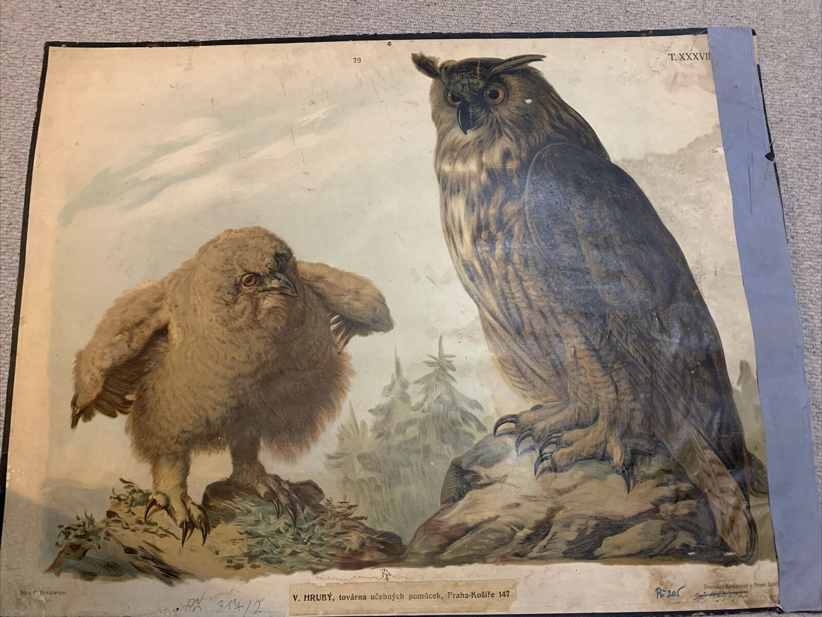 School Educational Poster Vintage 1920s Mid Century  Large Czech Poster Birds