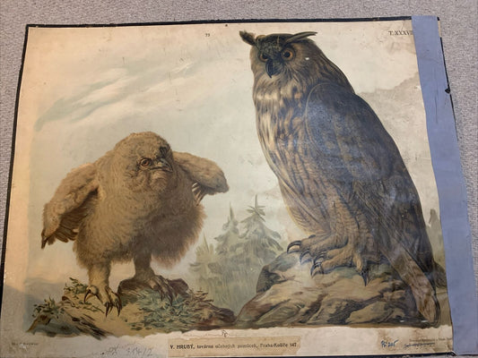 School Educational Poster Vintage 1920s Mid Century  Large Czech Poster Birds
