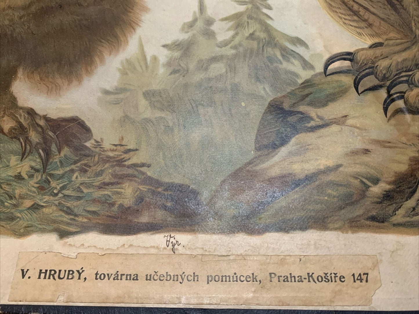 School Educational Poster Vintage 1920s Mid Century  Large Czech Poster Birds