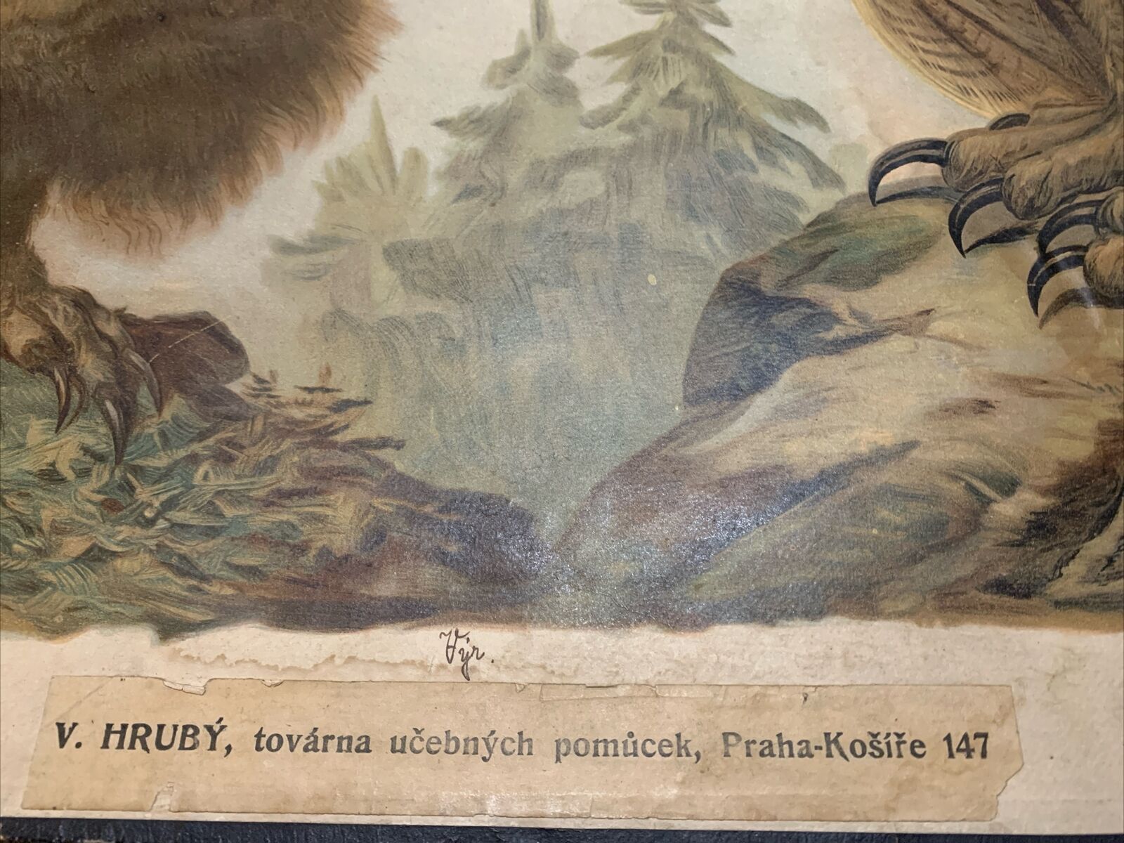 School Educational Poster Vintage 1920s Mid Century  Large Czech Poster Birds